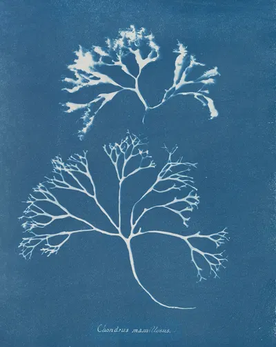 Chondrus mamillosus by Anna Atkins, 1843-1853 — digital art print download