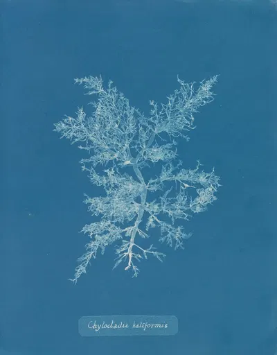Chylocladia kaliformis by Anna Atkins, 1843-1853 — digital art print download