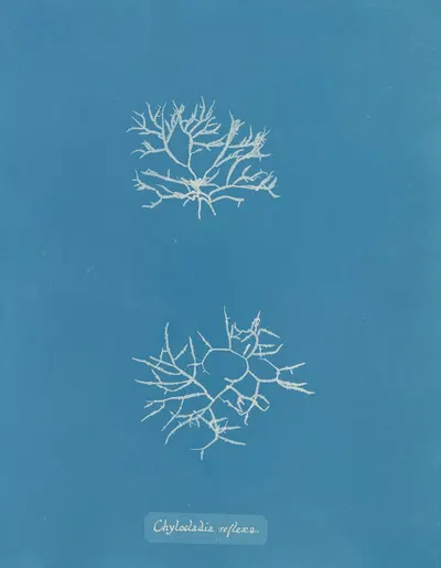 Chylocladia reflexa by Anna Atkins, 1843-1853 — digital art print download