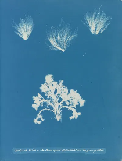 Conferva arcta; the three upper specimens in the young state by Anna Atkins, 1843-1853 — digital art print download
