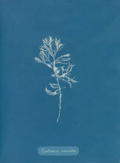 Cystoseira ericoides by Anna Atkins, 1843-1853 — digital art print download