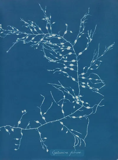 Cystoseira fibrosa by Anna Atkins, 1843-1853 — digital art print download