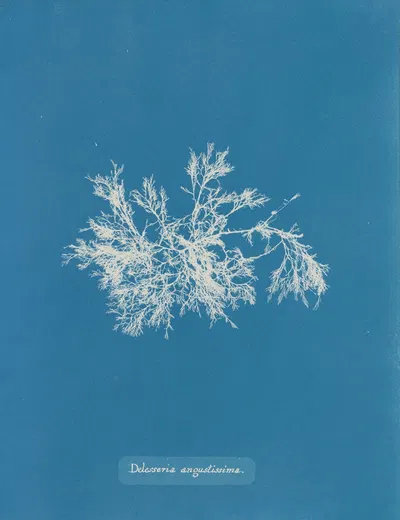 Delesseria angustissima by Anna Atkins, 1843-1853 — digital art print download