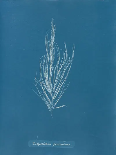 Dictyosiphon fæniculacea by Anna Atkins, 1843-1853 — digital art print download