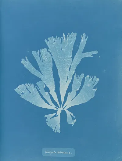 Dictyota atomaria by Anna Atkins, 1843-1853 — digital art print download