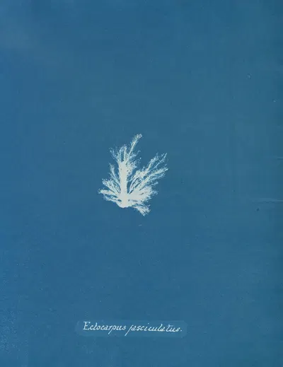 Ectocarpus fasciculatus by Anna Atkins, 1843-1853 — digital art print download