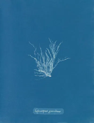 Ectocarpus granulosus by Anna Atkins, 1843-1853 — digital art print download