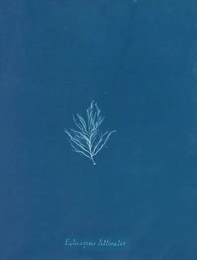 Ectocarpus littoralis. by Anna Atkins, 1843-1853 — digital art print download