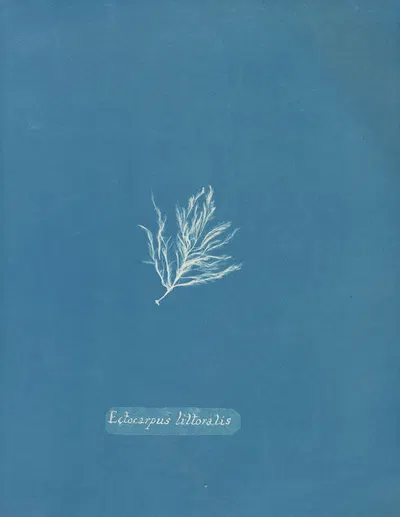 Ectocarpus littoralis by Anna Atkins, 1843-1853 — digital art print download