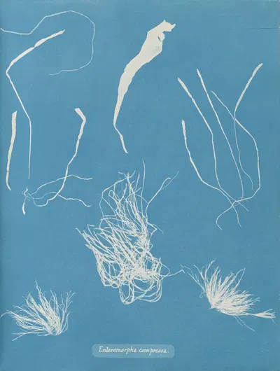 Enteromorpha compressa by Anna Atkins, 1843-1853 — digital art print download