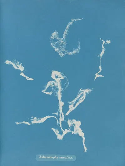Enteromorpha ramulosa by Anna Atkins, 1843-1853 — digital art print download