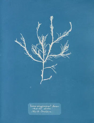 Fucus aruginosus; Turner. 'Red Sea, Lisbon.' New to Britain by Anna Atkins, 1843-1853 — digital art print download