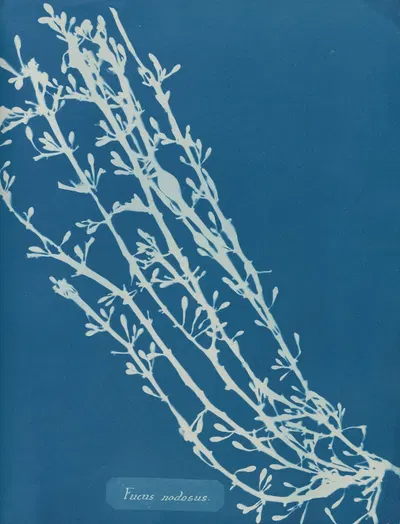 Fucus nodosus by Anna Atkins, 1843-1853 — digital art print download
