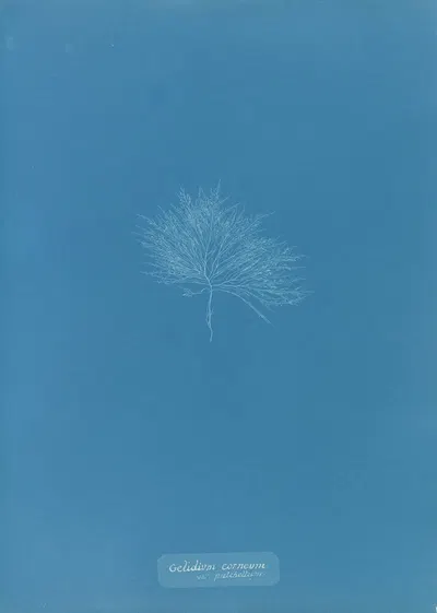 Gelideum corneum var. pulchellum by Anna Atkins, 1843-1853 — digital art print download