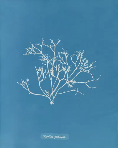 Gigartina pistillata by Anna Atkins, 1843-1853 — digital art print download
