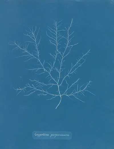 Gigartina purpurascens by Anna Atkins, 1843-1853 — digital art print download