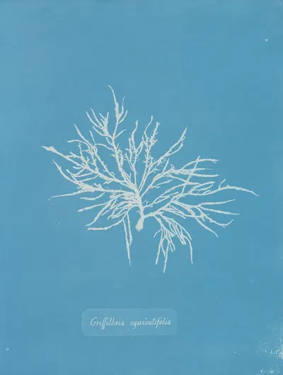 Griffithsia equisetifolia by Anna Atkins, 1843-1853 — digital art print download