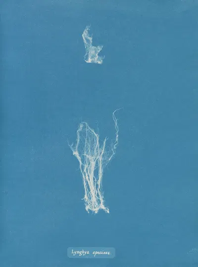 Lyngbya speciosa by Anna Atkins, 1843-1853 — digital art print download