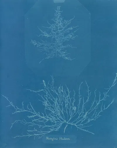 Mesogloia Hudsoni by Anna Atkins, 1843-1853 — digital art print download