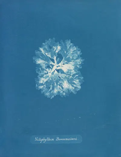 Nitophyllum Bonnemaisoni by Anna Atkins, 1843-1853 — digital art print download