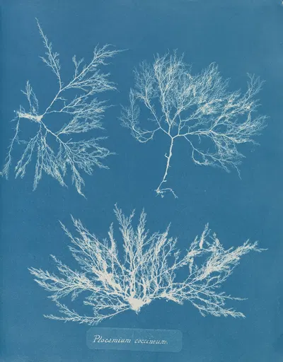 Plocamium coccineum by Anna Atkins, 1843-1853 — digital art print download