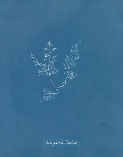 Polysiphonia Brodiaei [Part X] by Anna Atkins, 1843-1853 — digital art print download