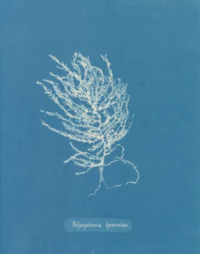 Polysiphonia byssoides by Anna Atkins, 1843-1853 — digital art print download