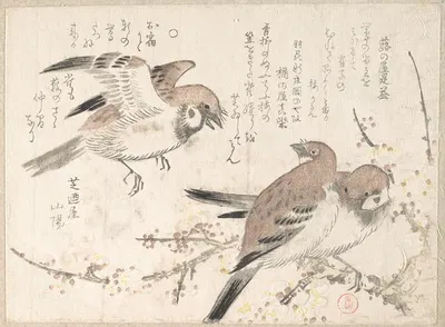 Sparrows and Plum Blossoms by Кубо Сюнман — digital art print download