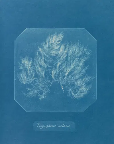 Polysiphonia violacea by Anna Atkins, 1843-1853 — digital art print download