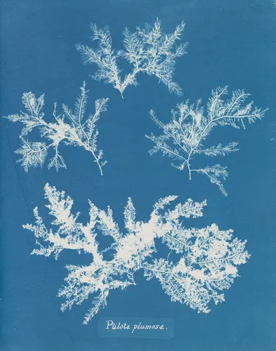 Ptilota plumosa by Anna Atkins, 1843-1853 — digital art print download