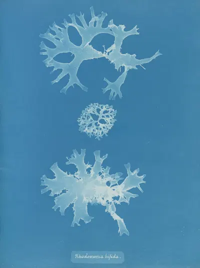 Rhodomenia bifida. by Anna Atkins, 1843-1853 — digital art print download