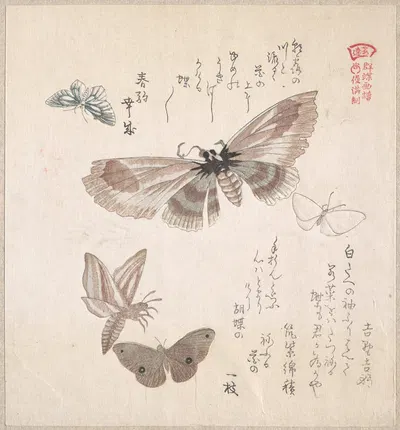 Various Moths and Butterflies by Кубо Сюнман — digital art print download