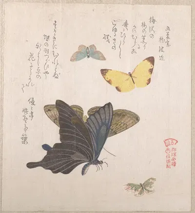 Various Moths and Butterflies by Кубо Сюнман — digital art print download