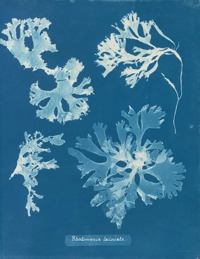 Rhodomenia laciniata by Anna Atkins, 1843-1853 — digital art print download