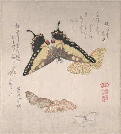 Various Moths and Butterflies by Кубо Сюнман — digital art print download