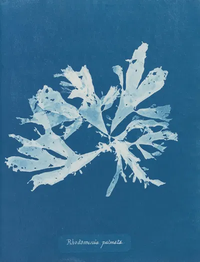 Rhodomenia palmata by Anna Atkins, 1843-1853 — digital art print download