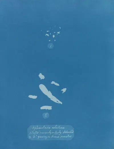 Sphacelaria velutina; 1. Tufts (some only entirely) detached; 2. [Tufts] growing on Fucus serratus by Anna Atkins,…