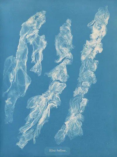 Ulva bullosa by Anna Atkins, 1843-1853 — digital art print download