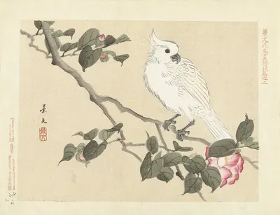Camellia and yellow-crested cockatoo by Matsumura Keibun, 1892 — digital art print download