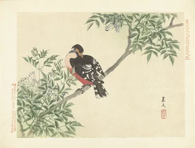 Chinaberry and white-backed woodpecker by Matsumura Keibun, 1892 — digital art print download
