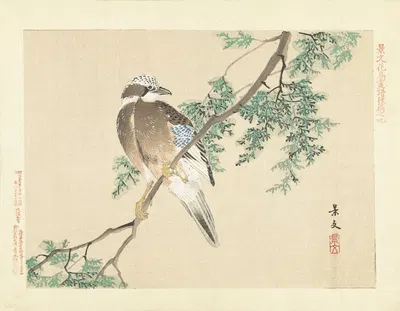 Eurasian jay by Matsumura Keibun, 1892 — digital art print download