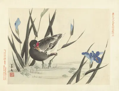 Japanese iris and common moorhen by Matsumura Keibun, 1892 — digital art print download