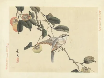 Japanese persimmon and bull-headed shrike by Matsumura Keibun, 1892 — digital art print download