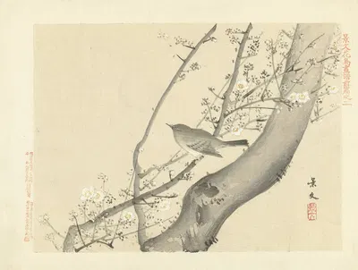 Plum and Japanese bush-warbler by Matsumura Keibun, 1892 — digital art print download
