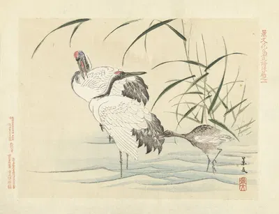 Red-crowned crane by Matsumura Keibun, 1892 — digital art print download