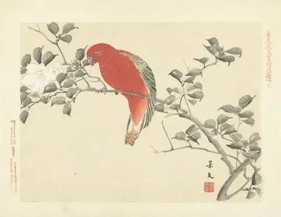 Sasanqua camellia and chattering lory parrot by Matsumura Keibun, 1892 — digital art print download