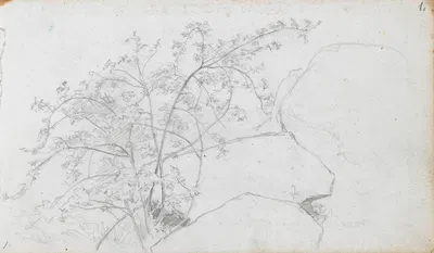 Vegetasjonsstudie by Ханс Гуде, 1867 — digital art print download
