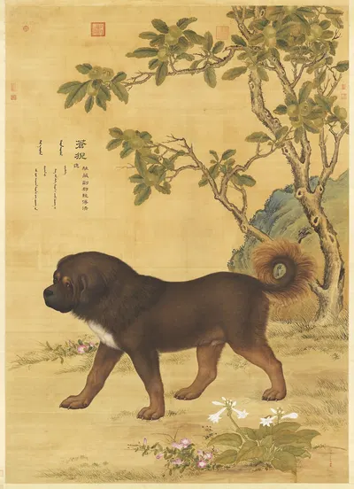 Picture of Cangni (苍猊), a Tibetan Mountain Dog by Джузеппе Кастильоне — digital art print download