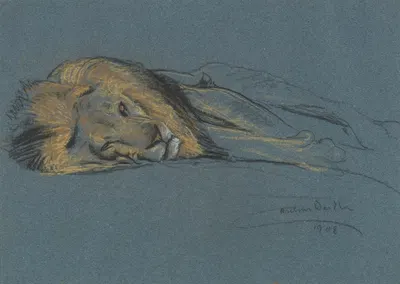 A sleeping lion by Артур Уордл, 1908 — digital art print download