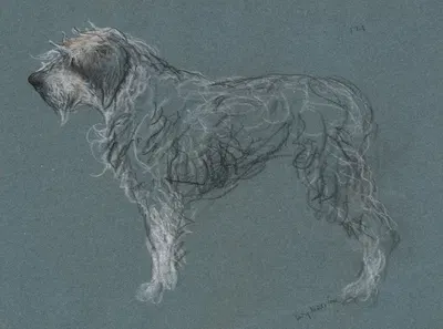 Study of a terrier by Артур Уордл, 1908 — digital art print download